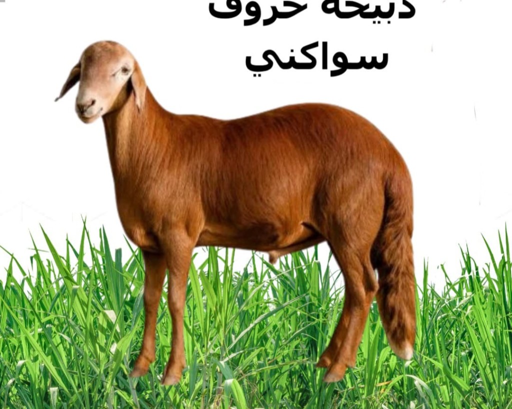 تيس بربري 10 كيلو